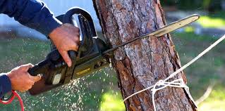 Best Residential Tree Removal  in USA